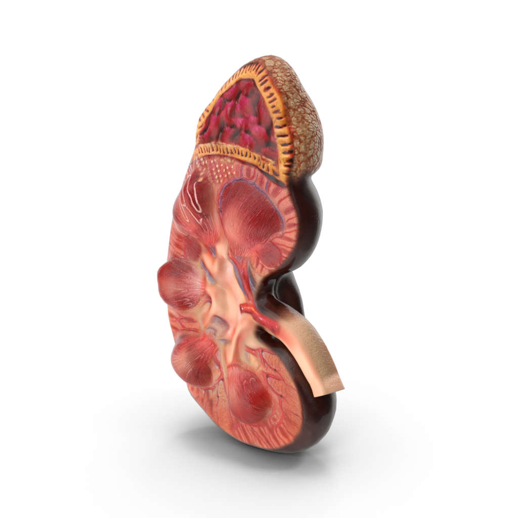 Néphrologie clinique pasteur